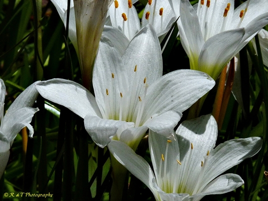 {Zephyranthes atamasco}